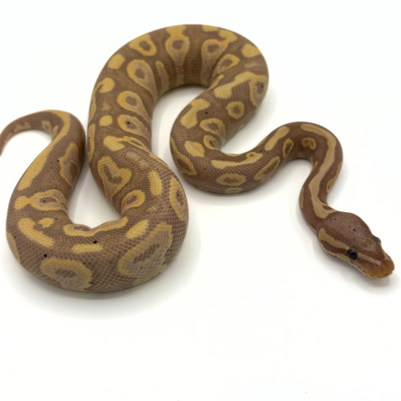 Vente Python Regius en ligne Banana Yellow Belly