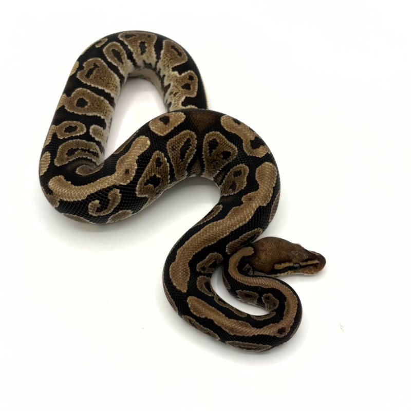 Achat Python régius Mahogany Pytohn royal