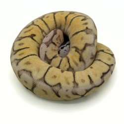 Vente Python royal regius Killer Bee