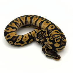 Acheter en ligne Python Regius Royal Pastel Enchi Léopard Yellow Belly