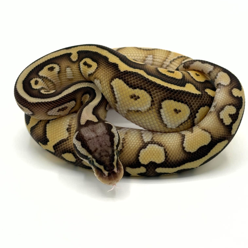 Achat en ligne python royal Pastel Yellow Belly