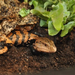 Vente substrat terrarium tropical Jungle Bio