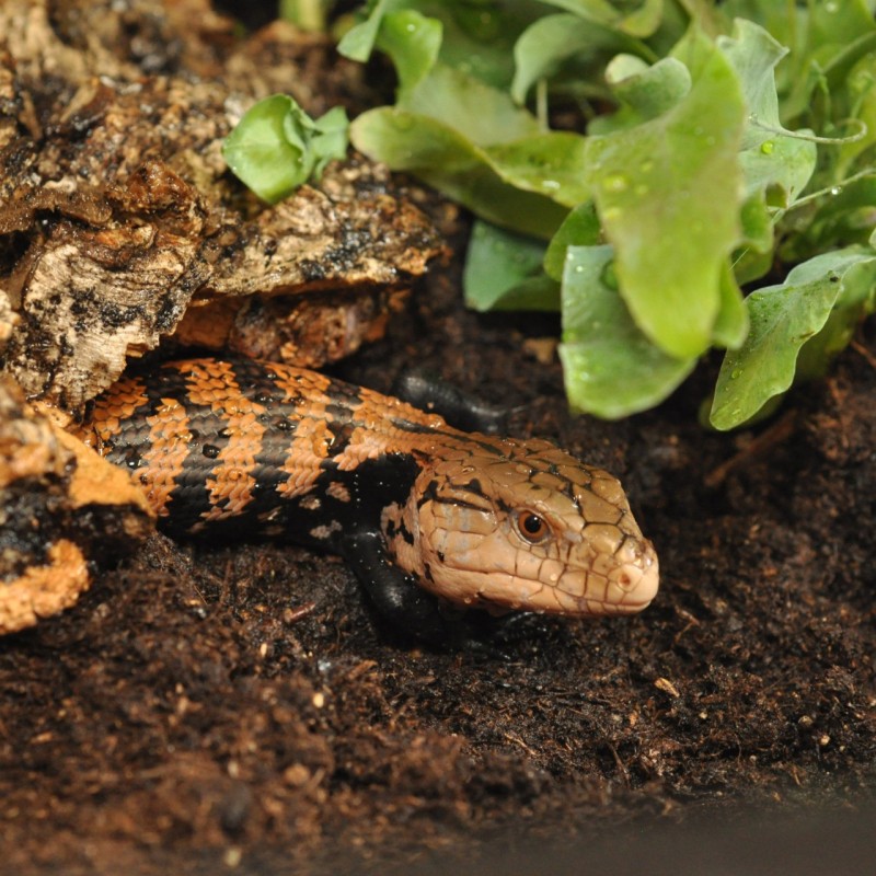 Vente substrat terrarium tropical Jungle Bio