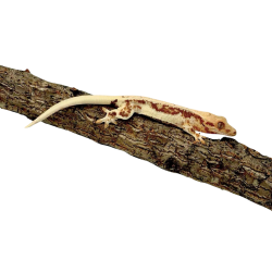 Vente reptile vivant Correlophus Ciliatus Gecko à crête