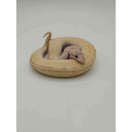 Python Regius - Python Royal HIGHWAY PASTEL