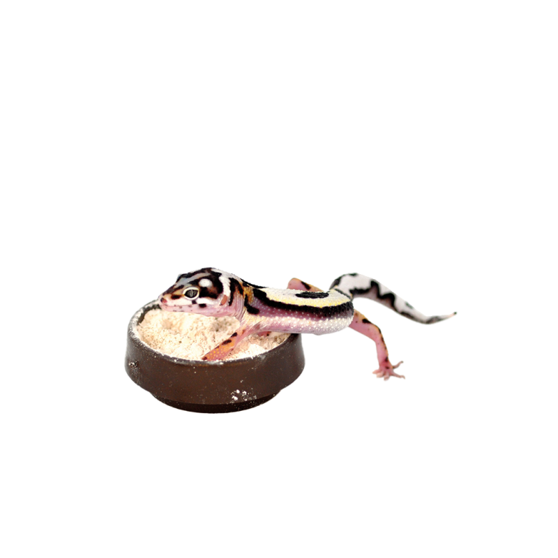 Bol à calcium reptile stable pas cher