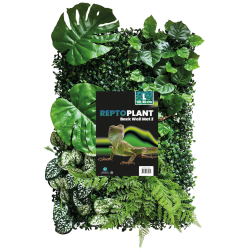 Mur de Plantes terrarium 40x60cm (modèle 2)