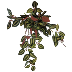 Plante terrarium suspendue arrière rouge 46cm