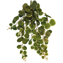 Plante terrarium suspendue feuilles rondes 46cm