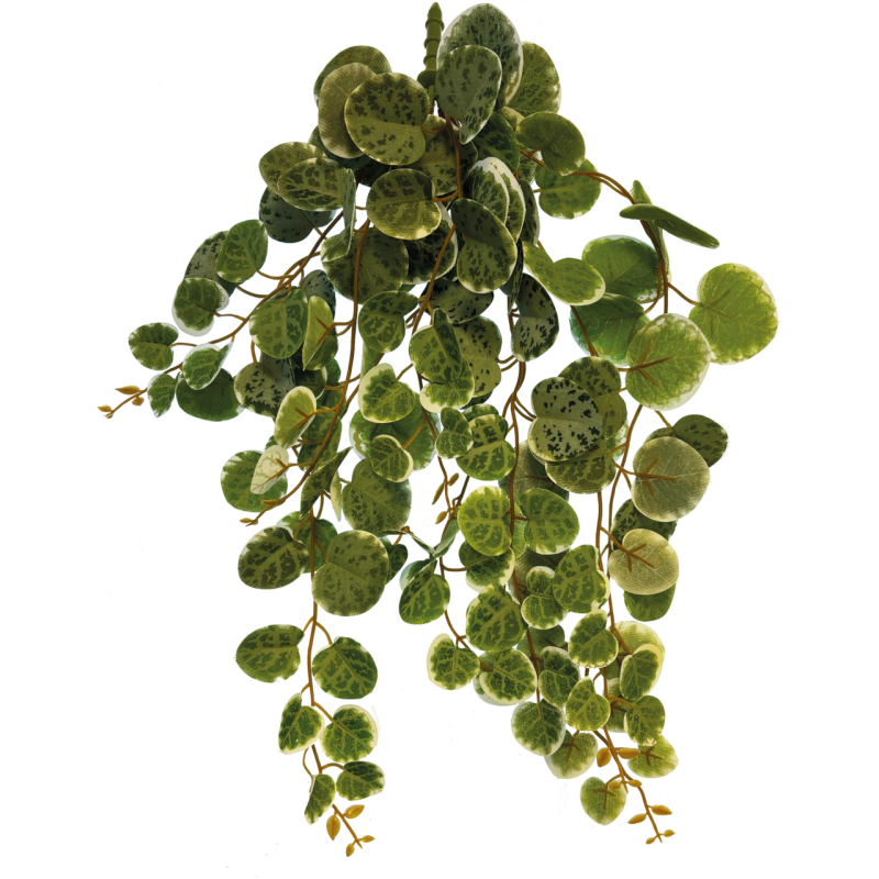 Plante terrarium suspendue feuilles rondes 46cm