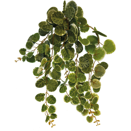 Plante terrarium suspendue feuilles rondes 46cm