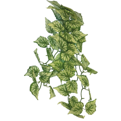 Plante terrarium suspendue Hedera 65cm