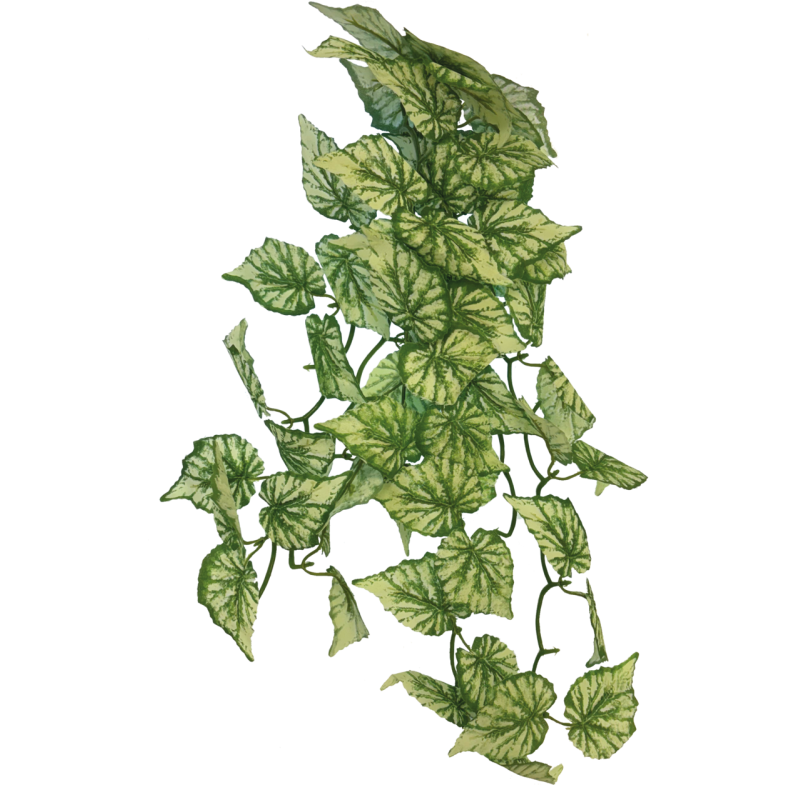 Plante terrarium suspendue Hedera 65cm