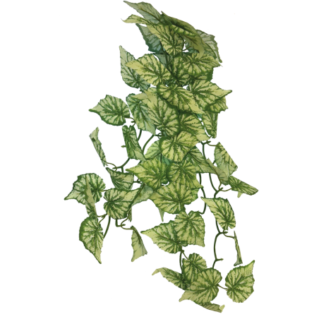 Plante terrarium suspendue Hedera 65cm