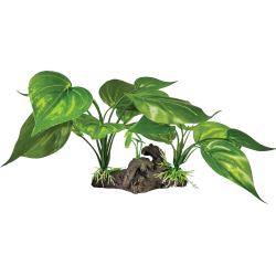 Vente Plante verte claire décor terrarium