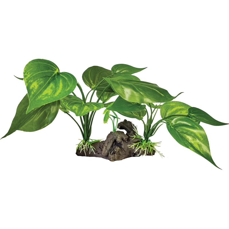 Vente Plante verte claire décor terrarium