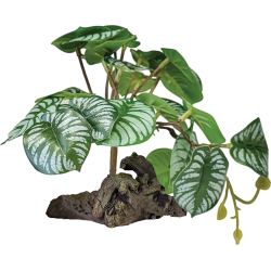 Plante terrarium sur déco begonia 19x19x19cm