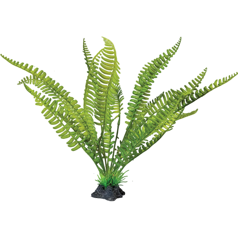 Plante Fougère terrarium debout 30x22x32cm