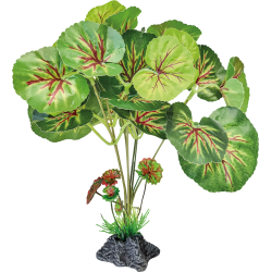 Plante terrarium feuilles rondes debout 24x20x25cm