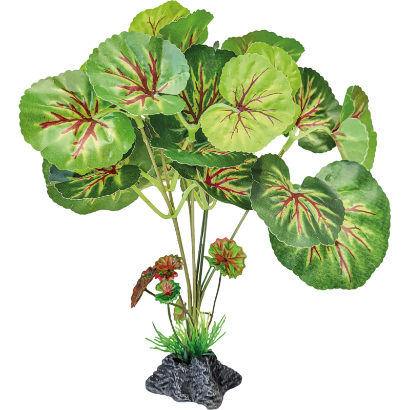 Plante terrarium feuilles rondes debout 24x20x25cm