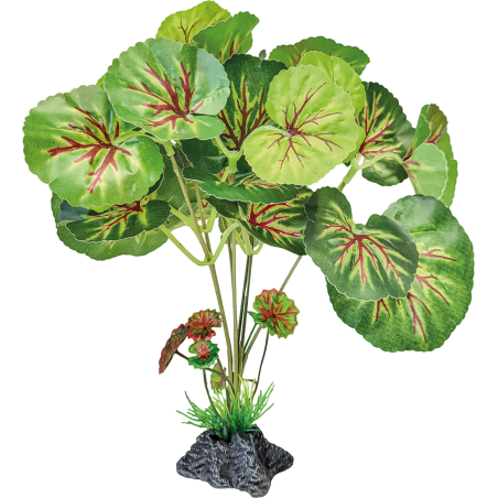 Plante terrarium feuilles rondes debout 24x20x25cm