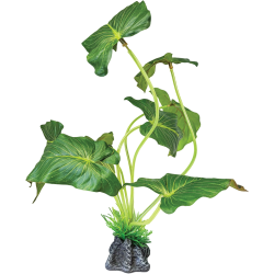 Plante terrarium oreille d'éléphant debout 35x15x35cm