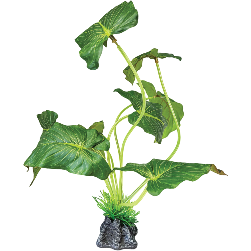 Plante terrarium oreille d'éléphant debout 35x15x35cm