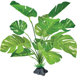 Plante terrarium Monstera debout 27x25x30cm