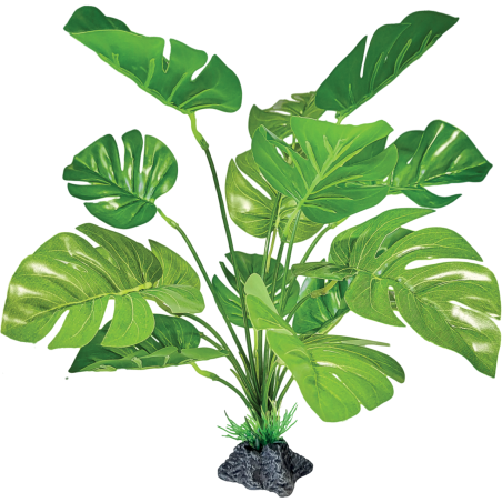 Plante terrarium Monstera debout 27x25x30cm