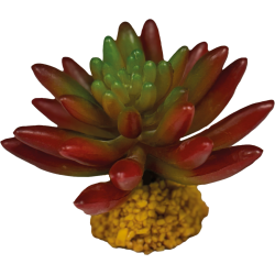 Plante terrarium succulente rouge 10x10x8cm