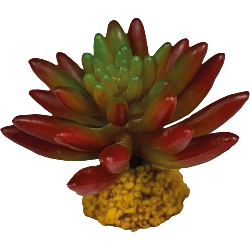 Plante terrarium succulente rouge 10x10x8cm