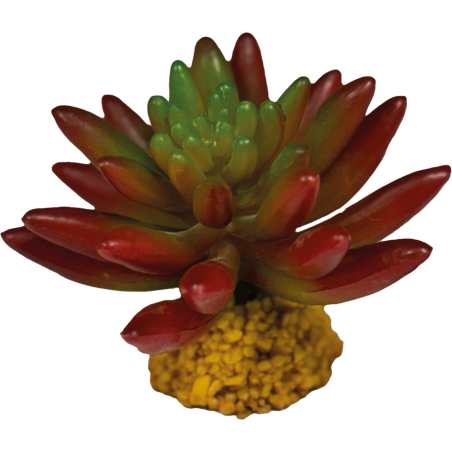 Plante terrarium succulente rouge 10x10x8cm