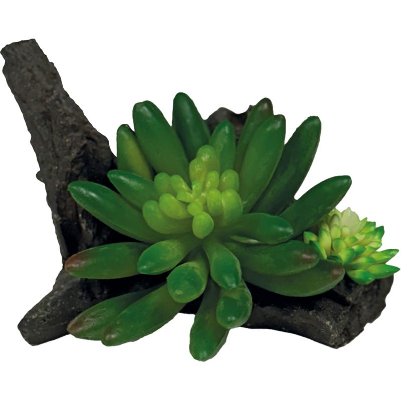 Repto Plante succulente sur déco 14x10x7cm
