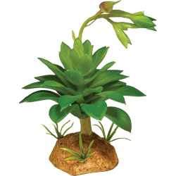 Repto Plante succulente verte 12x12x13cm