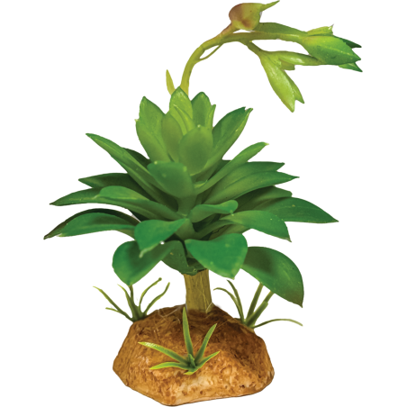 Repto Plante succulente verte 12x12x13cm