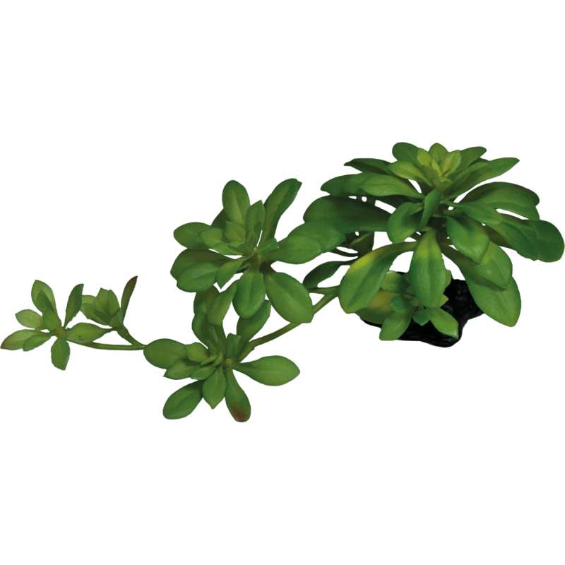Repto Plante succulente verte XL 17x12x15cm