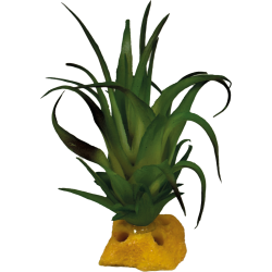 Repto Plante Tillandsia 8x8x7cm