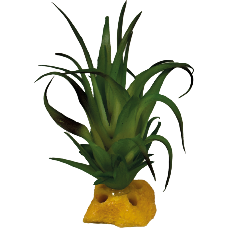 Repto Plante Tillandsia 8x8x7cm