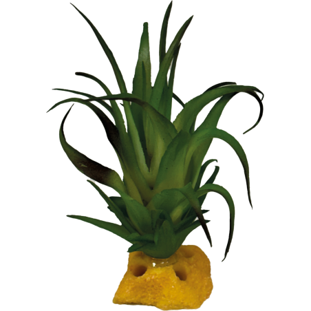 Repto Plante Tillandsia 8x8x7cm