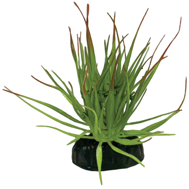 Vente tillandsia ionantha déco terrarium artificielle