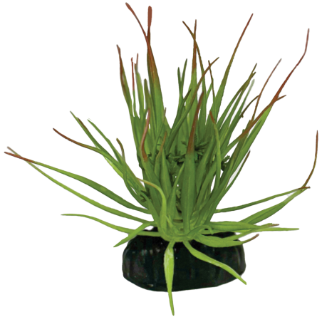 Vente tillandsia ionantha déco terrarium artificielle