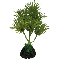 Plante terrarium Cactus palm 13x13x16cm