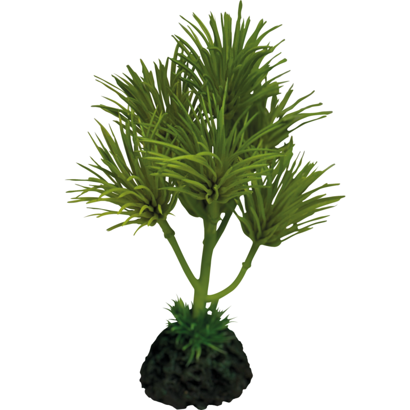 Plante terrarium Cactus palm 13x13x16cm