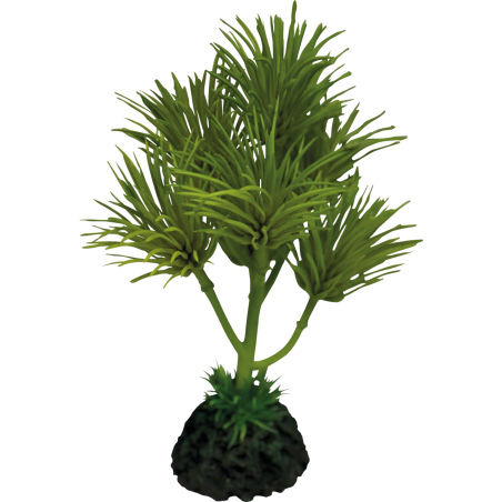 Plante terrarium Cactus palm 13x13x16cm