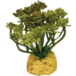 Repto Plante Cactus tree terrarium 12x10x11cm