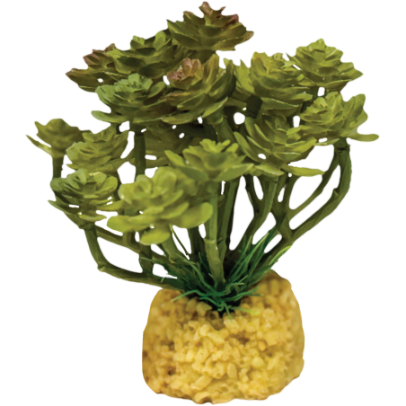 Repto Plante Cactus tree terrarium 12x10x11cm