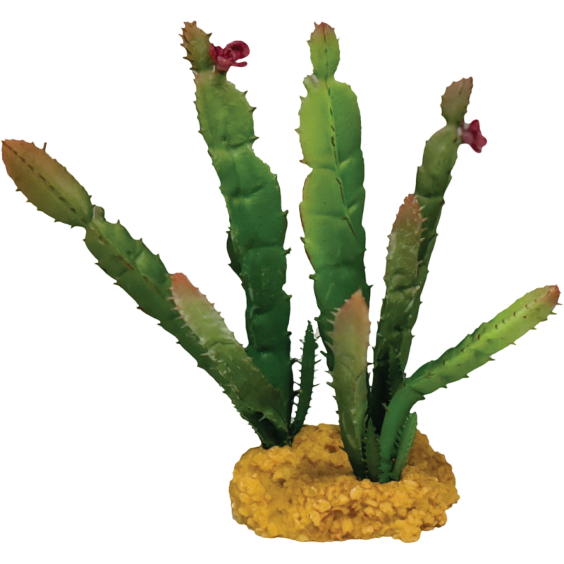 Plante terrarium Cactus needle pointe rouge 12x10x18cm