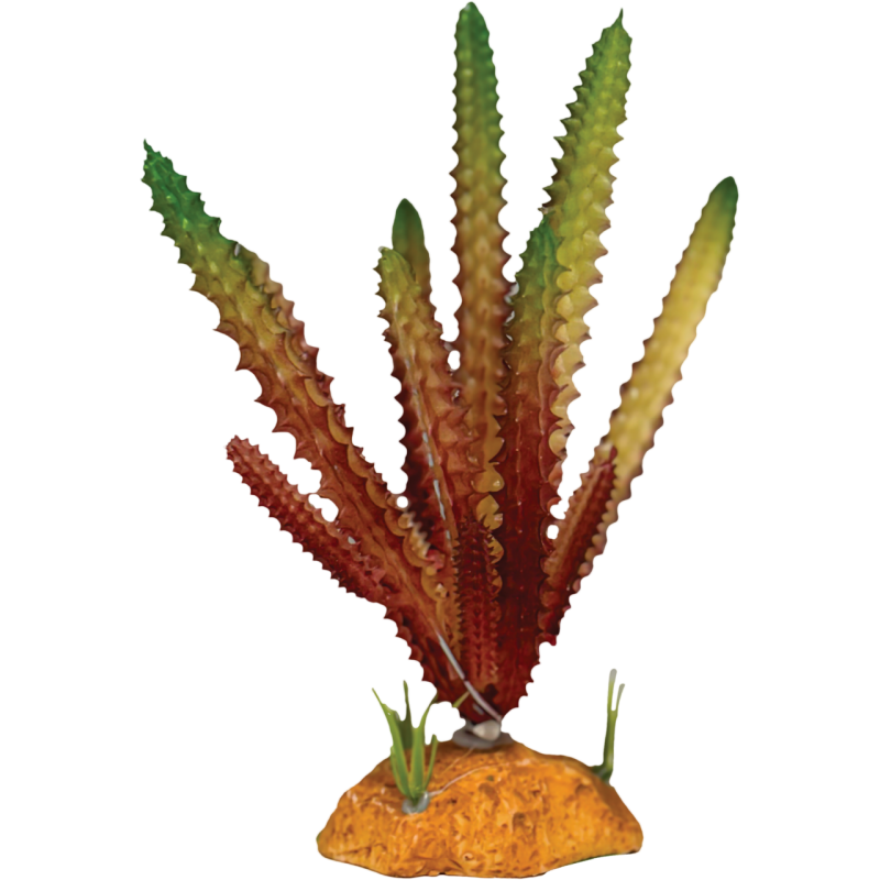 Plante terrarium Cactus needle rouge 9x9x17cm