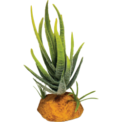 Repto Plante aloe verte 6x6x12cm