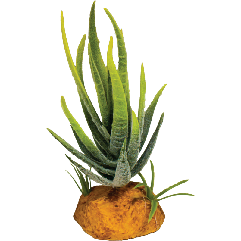 Repto Plante aloe verte 6x6x12cm